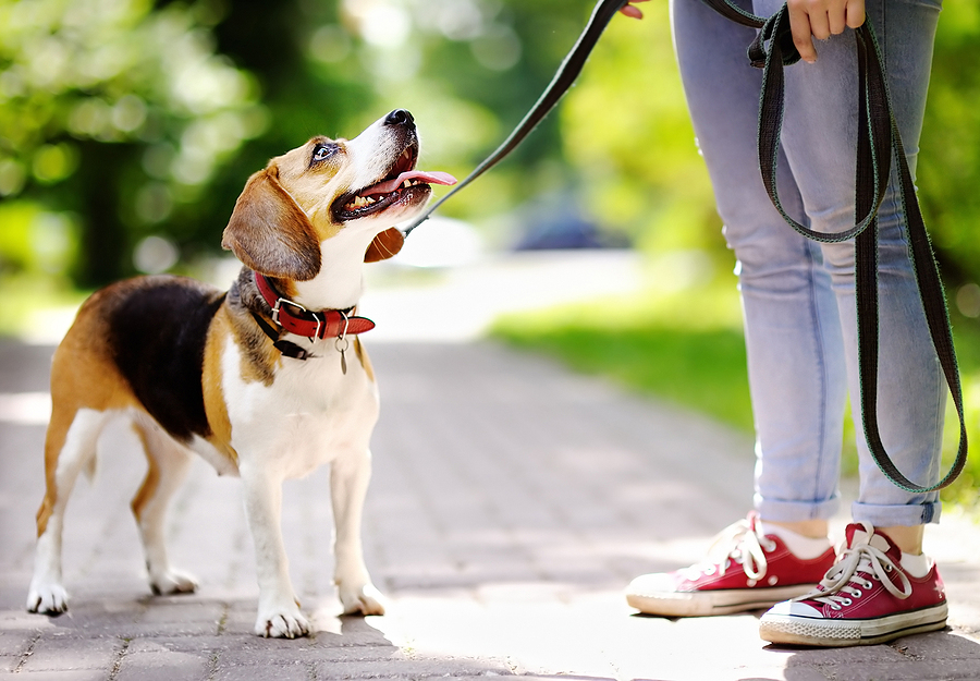 4 Benefits Your Pet May Experience During Their CBD Use