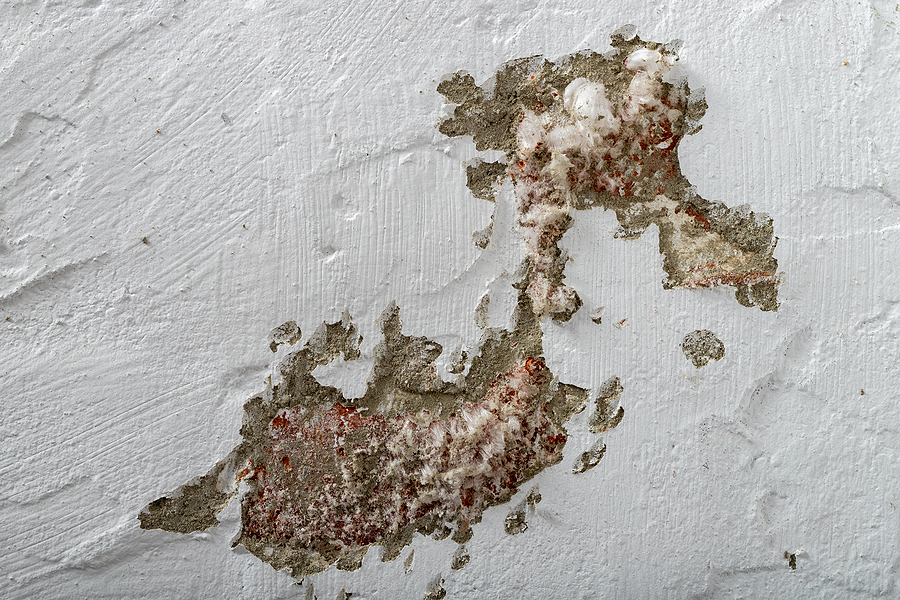 Mold Abatement, Mold Removal and Remediation - What’s the Difference?