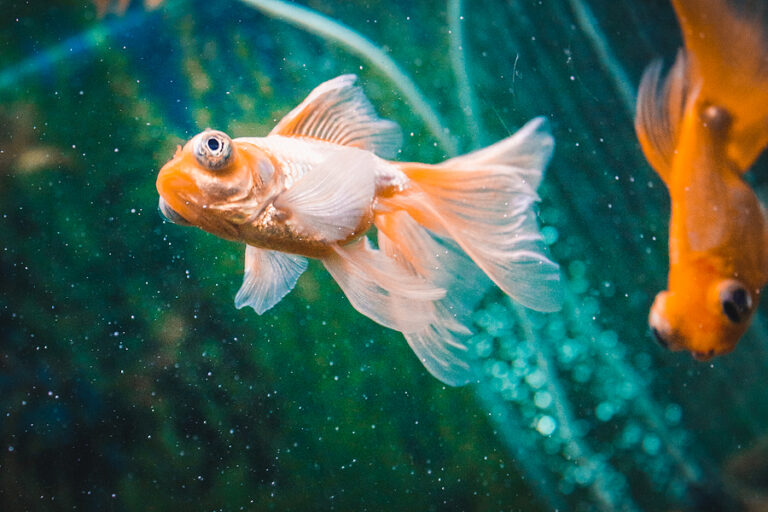 Do Need/Want: Aquarium Sink