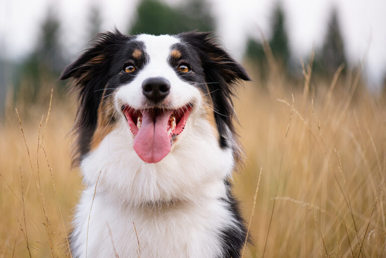 dog training