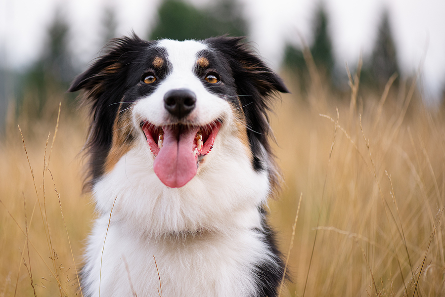 Monitor Your Dog's Well-Being: What Are They Allergic To?