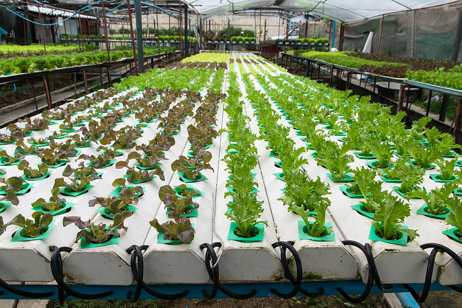 What You Need To Know About Growing Plants Using Hydroponics