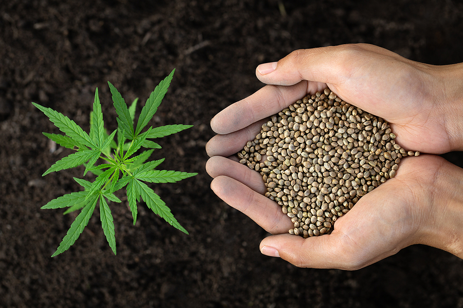 Are Cannabis Seeds Legal to Buy?