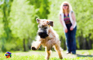 The Whys & Ways of Keeping Your Pets Active