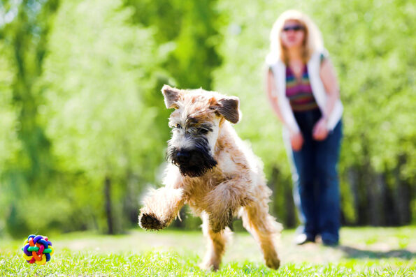 Running dog on green grass and ball (Irish soft coated wheaten terrier) ** Note: Slight blurriness, best at smaller sizes