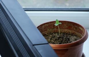 Autoflower Seeds: A Revolution in Cannabis Cultivation