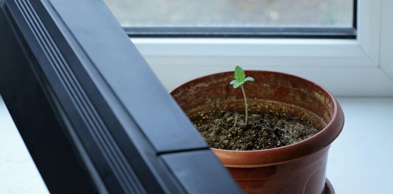 The seed experts want you to know that you’re not alone if you’re new to growing cannabis