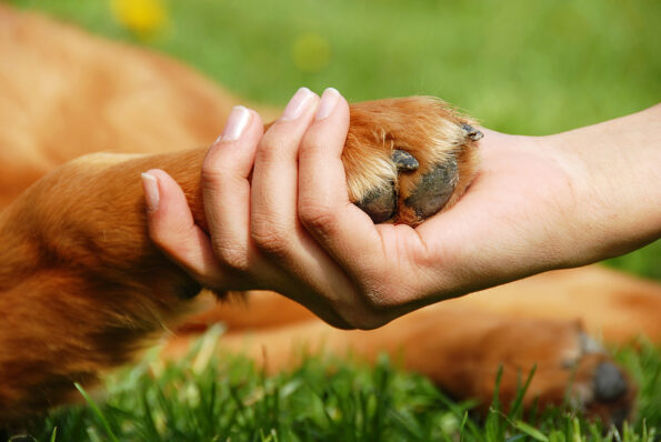 yellow dog paw and human hand shaking friendship