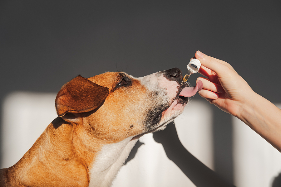 How Supplements Can Keep Your Pet Healthy & Thriving
