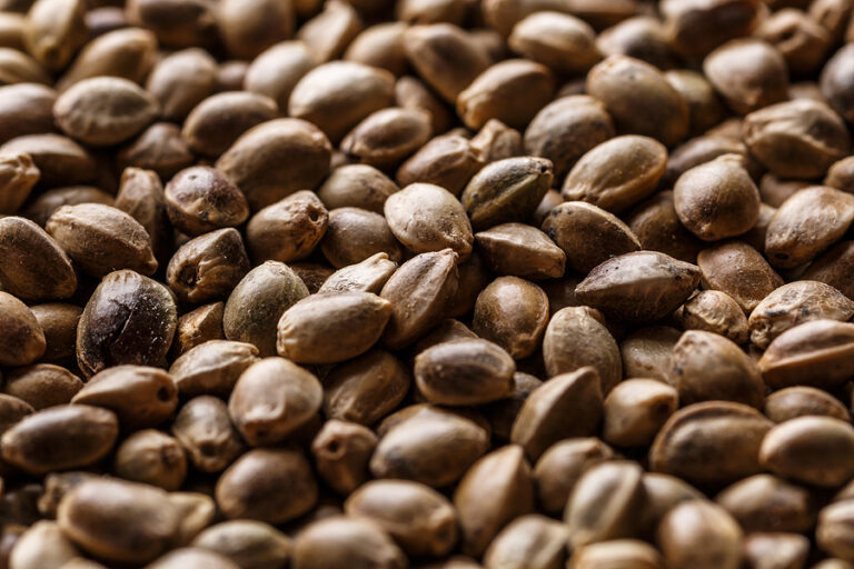How to Buy Marijuana Seeds on a Budget