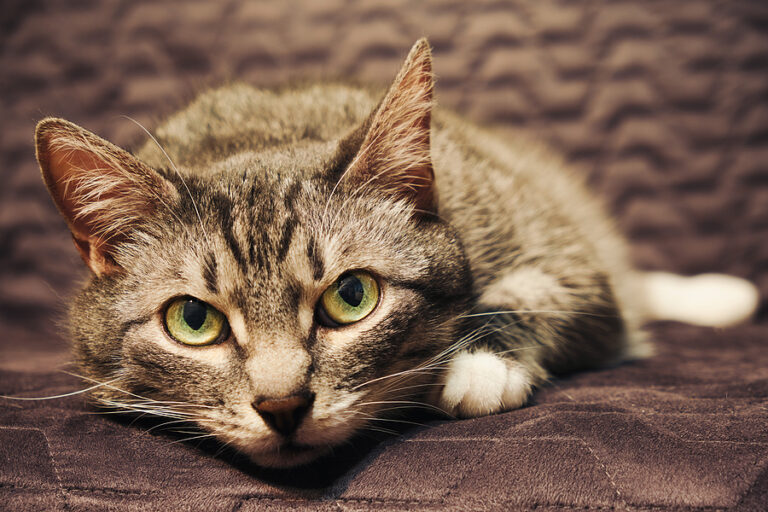 Basic Pet Care Tips for Senior Cats