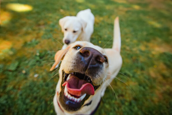 two happy yellow lab dogs