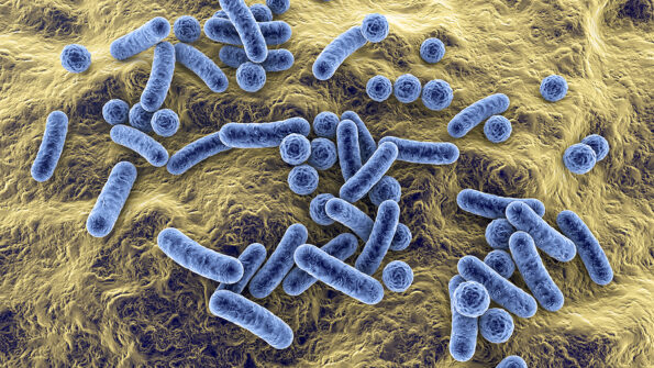 Bacteria of different shapes, rod-shaped bacteria and cocci, human microbiome, human pathogenic bacteria, 3D illustration