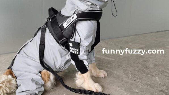 FunnyFuzzy, dog
