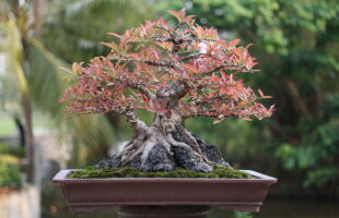 This Hybridized Tree Produces Over 40 Different Fruits
