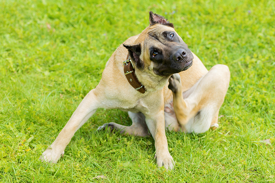 How Colloidal Silver Can Help Ear Infections in Dogs