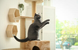 Your Cat Will Be Jealous Of This House Made Just For Kitties