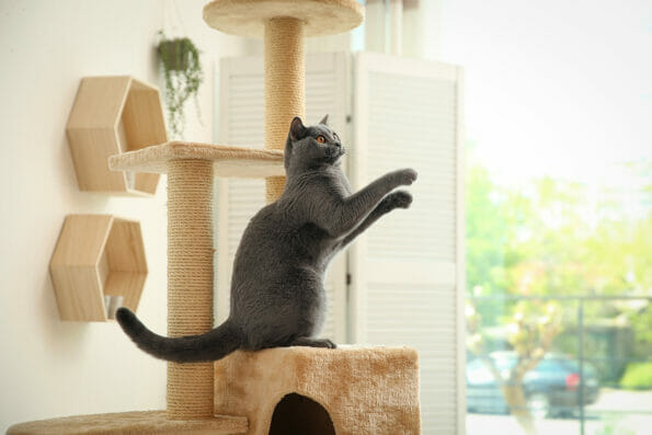 Cute pet on cat tree at home