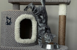 Why Do Cats Love Cat Trees? – 10 Types of Cat Trees