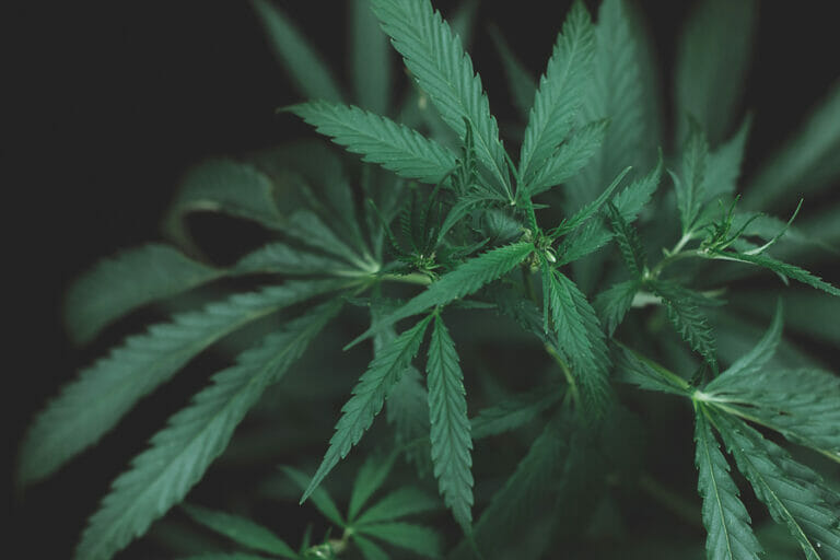 The Ultimate Guide to Identifying High Quality Weed Seeds for Successful Cultivation