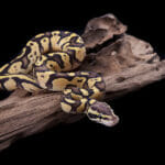 Baby Ball Or Royal Python, Firefly Morph, On A Piece Of Wood