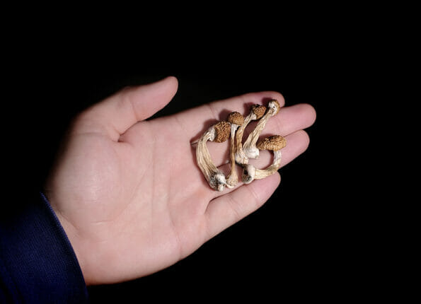 Psilocybin mushrooms in man's hand isolated on black background. Psychedelic magic trip. Dried edible mushrooms Golden Teacher. Medical usage. Microdosing concept.