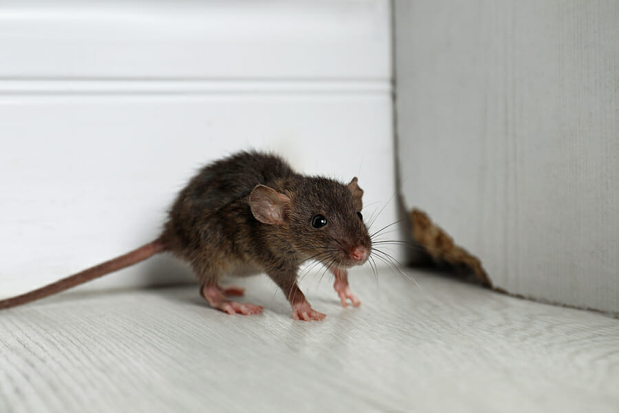 How To Get Rid Of Rats Fast?