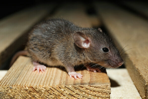 Grey rat on wooden planks, closeup. Pest control