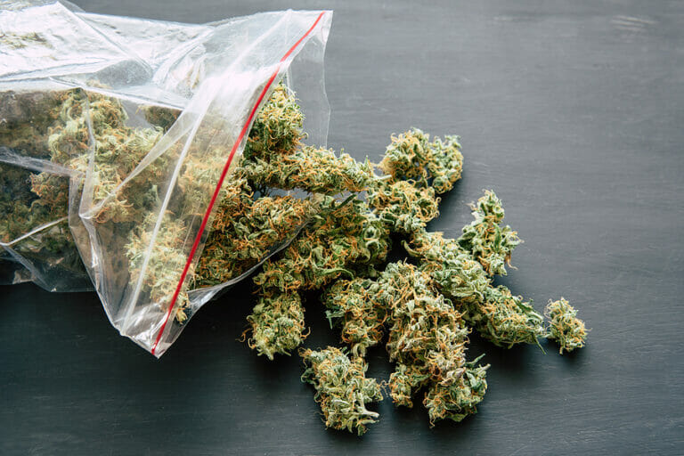 weighs cannabis flower marijuana on a scales concept of legalizing herbs weed close up
