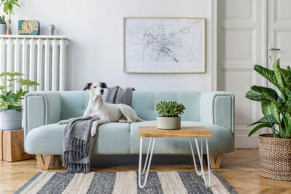 Stylish scandinavian living room interior of modern apartment with mint sofa, design coffee table, furnitures, plants and elegant accessories. Template. Beautiful dog lying on the couch. Home decor.