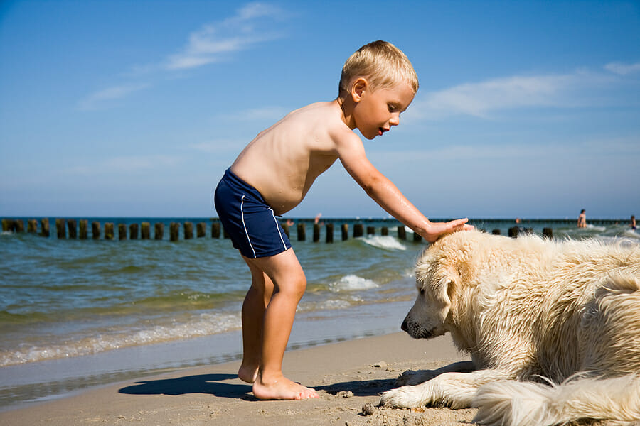 How To Prevent Dog Attacks (or Bites) At The Beach