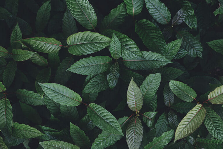 What Does Kratom Feel Like? Uses, Potential Benefits, Side Effects & Risks