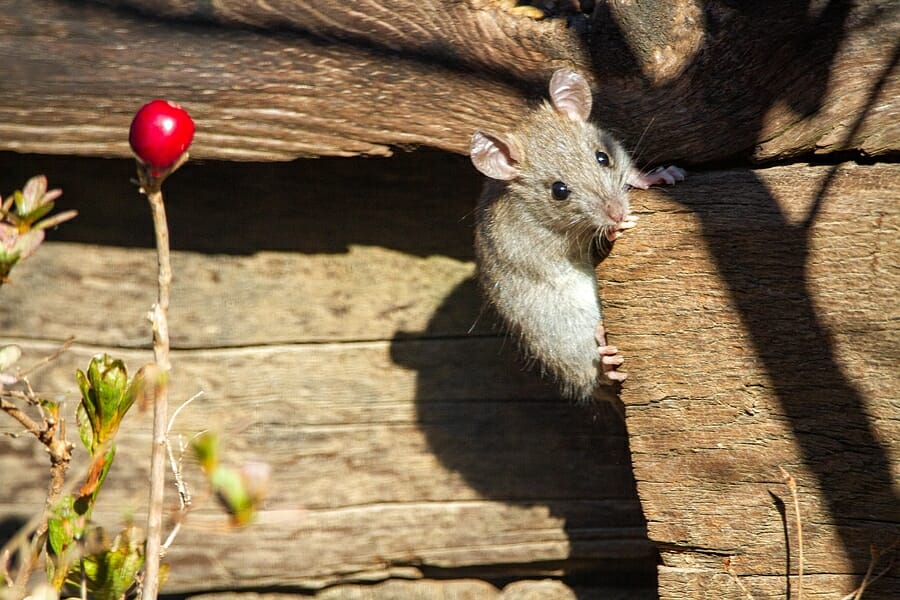 How To Protect Your Home Against Rats, Mice, And Other Rodents