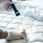 Sniffer Dogs vs. Traditional Bed Bug Detection Methods: Which is Better?