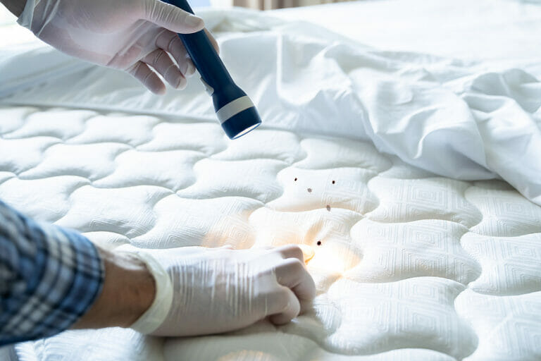 Sniffer Dogs vs. Traditional Bed Bug Detection Methods: Which is Better?