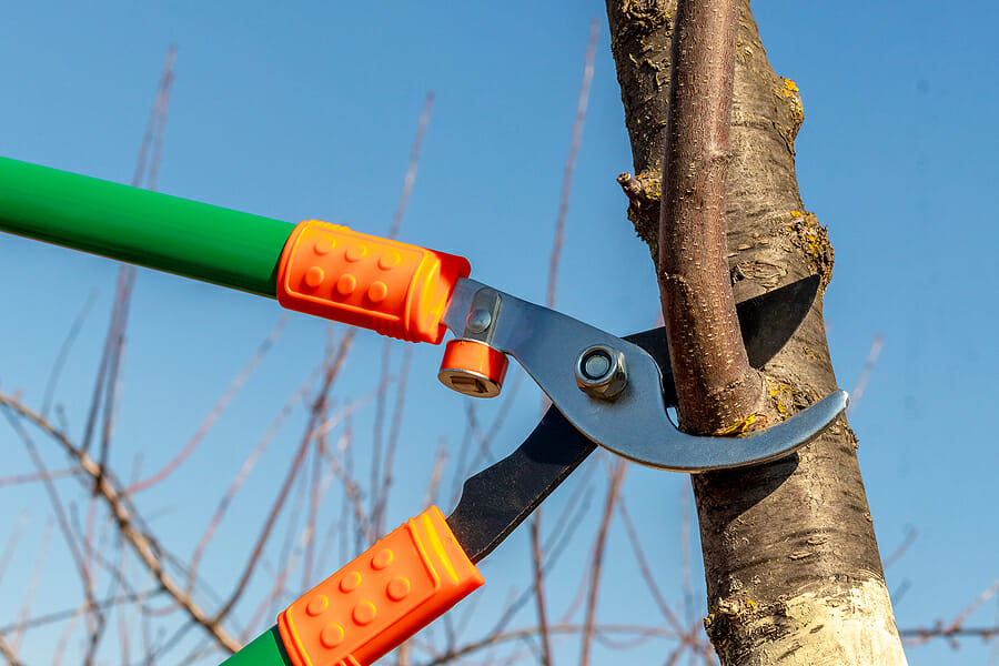 Six Best Ways to Prune Your Trees