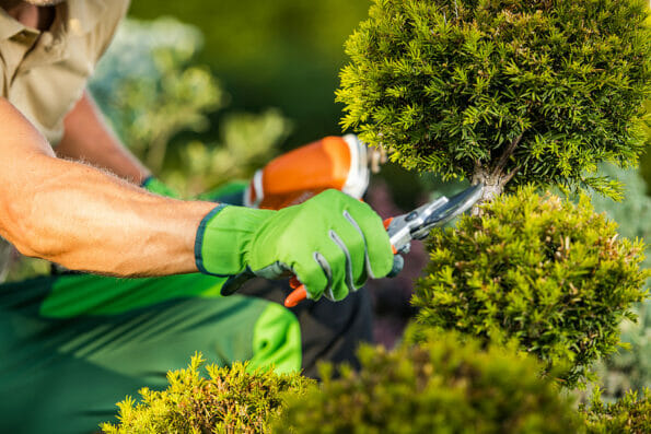 Closeup of Professional Gardener's Hand with Pruning Shears Trimming the Decorative Tree. Garden Landscape Maintenance.