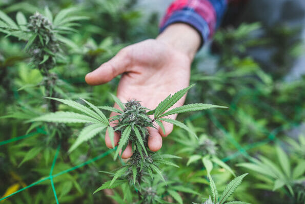 Farmer hand holding marijuana flower in greenhouse, marijuana research, medical marijuana, CBD hemp oil.