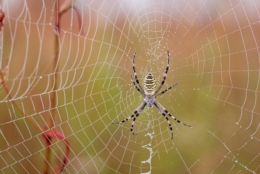 How Your Lights Affect Spiders (And How to Use Them to Your Advantage)