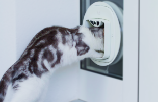 Pawly: Pioneering the Future of Feline Care with Advanced Intelligent Features
