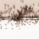 How to Identify and Prevent Ant Infestation in Walls