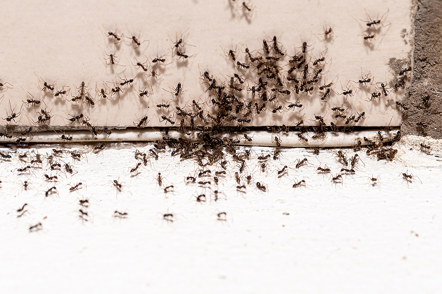 How to Identify and Prevent Ant Infestation in Walls