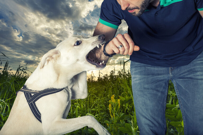 How to Prove Owner Negligence in Dog Bite Cases